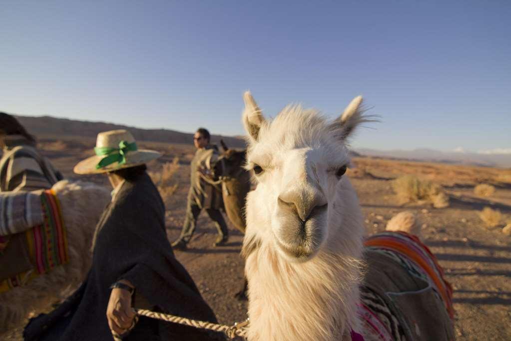 Отель Noi Casa Atacama Сан-Педро-де-Атакама Экстерьер фото